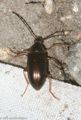 Réf. 181 070 : Gonodera luperus